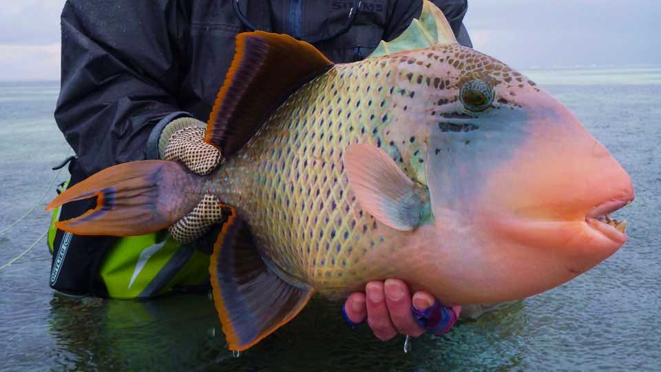 St. Francois Lagoon is one of the world’s premier destinations for targeting triggerfish on the fly.