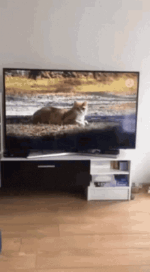 a cat is laying on the ground in front of a tv a cat is laying on the ground in front of a tv