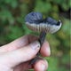 Fungi Talk