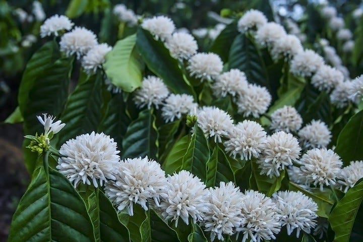 Pianta di caffè in fiore
