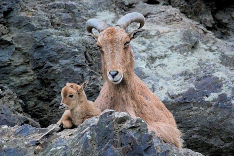 mountain goat mom and baby