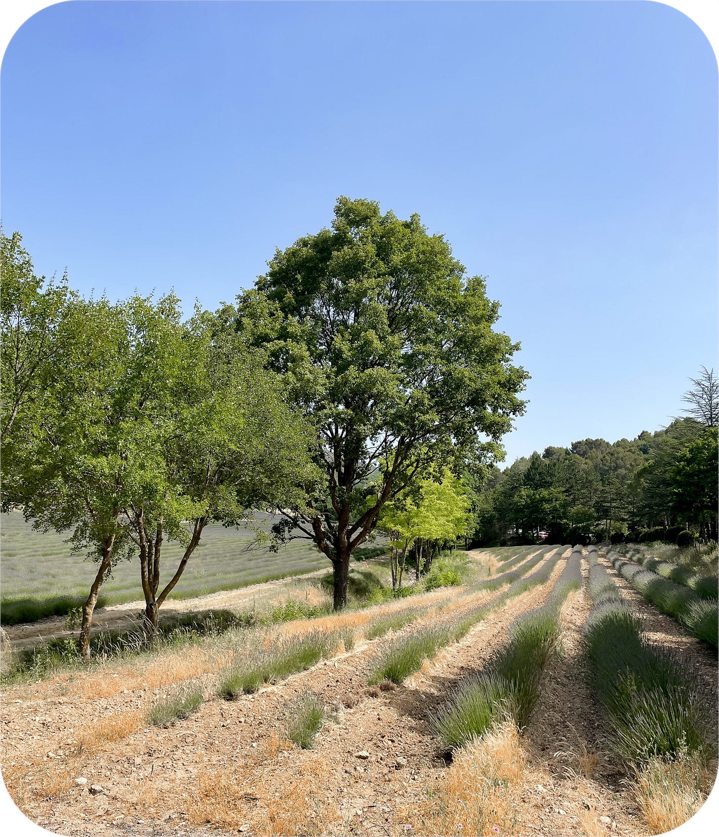 Lavender in Provence, France