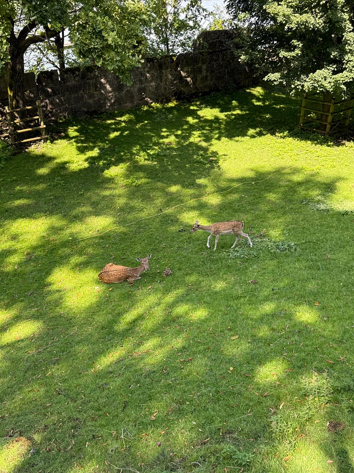 Rapperswil Deer Park