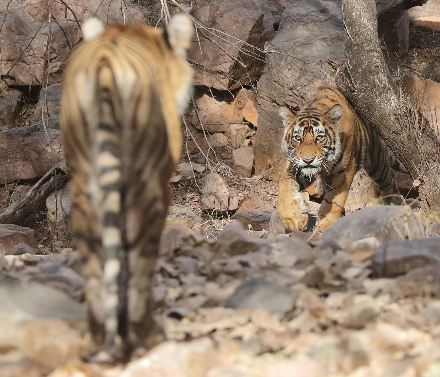 Two tigers about to confront each other