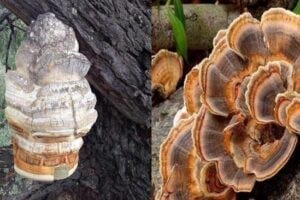 fungi on a tree fungi on a tree