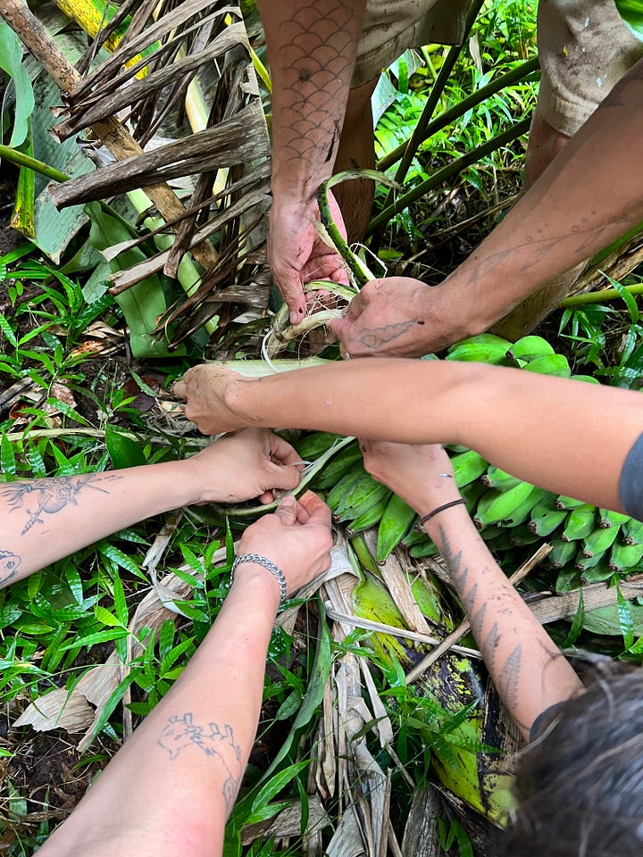 foraging for wild ferns and bananas in the Hawaiian forests
