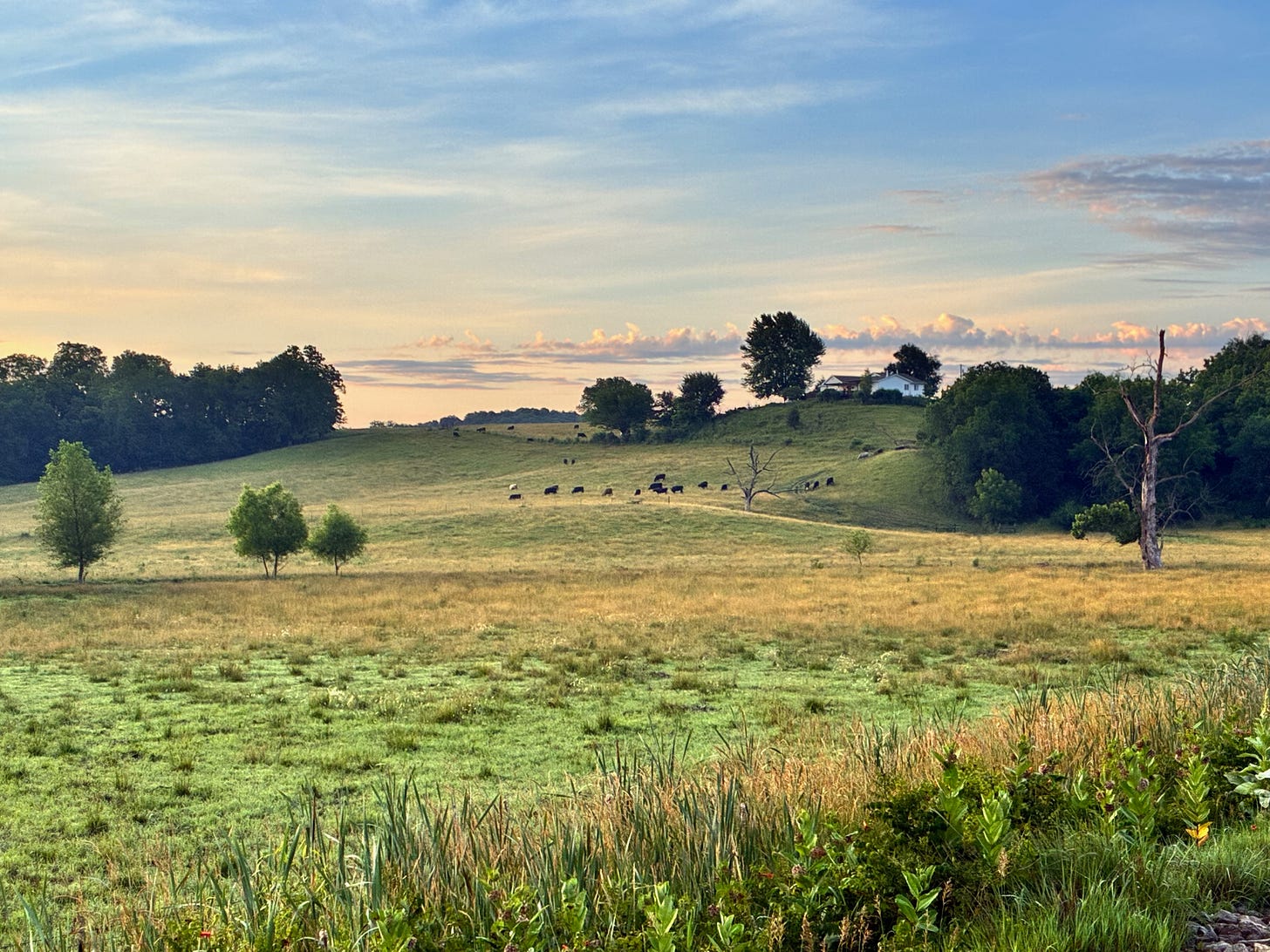 Hilly field with cattle in the background, partly cloudy on an early morning, blue sky with patches of pink.