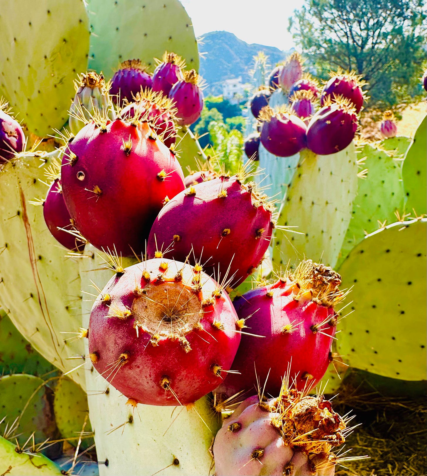 THE SECRET TO BOB'S PRICKLY PEAR MARGARITA IS IN HIS BACKYARD
