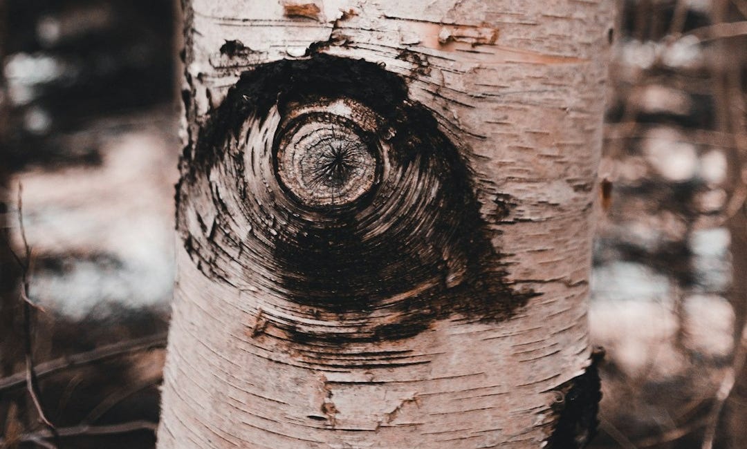 The Ecology of Perception: Cultivating Attention in a Living World