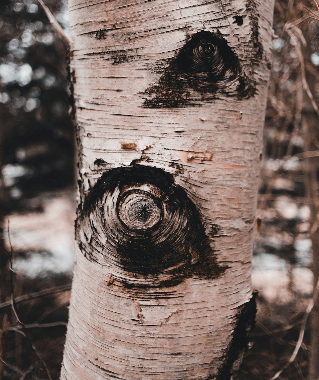a tree trunk with a face carved into it a tree trunk with a face carved into it