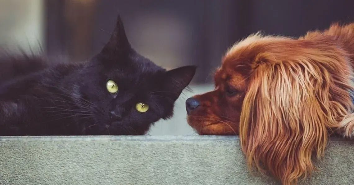 Screwworm treatment for pets receives emergency US FDA approval | The  Straits Times