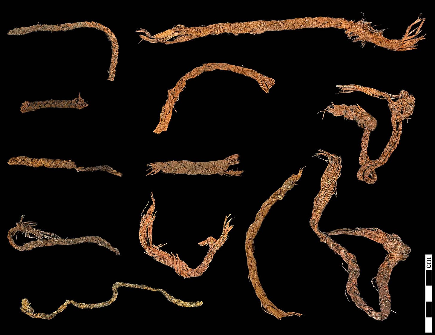 Many examples of small cordage from Cougar Mountain Cave Many examples of small cordage from Cougar Mountain Cave