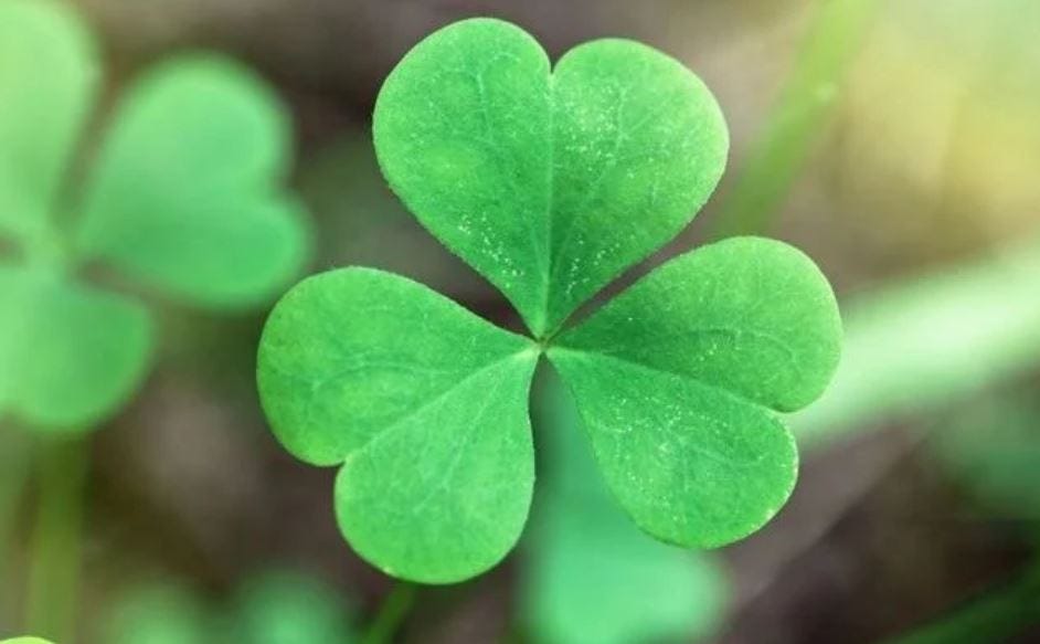 The three leaved shamrock