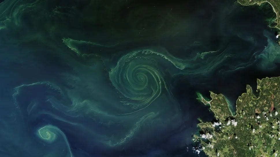 A espiral de cianobactérias fazia parte de uma proliferação de algas muito maior que afetou grande parte do Golfo da Finlândia. Foto: Observatório da Terra da NASA A espiral de cianobactérias fazia parte de uma proliferação de algas muito maior que afetou grande parte do Golfo da Finlândia. Foto: Observatório da Terra da NASA