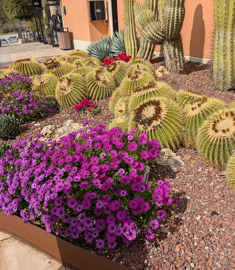 three photos one of cacti and pink flowers, one of sunlight on a street scene and one of Adukeh in a grove of orange trees. a t streaming through