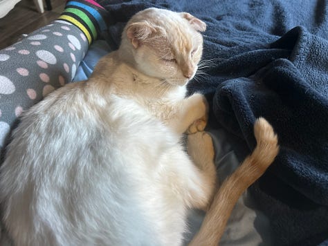 Nine images of Snow, a flame-point Siamese cat, resting in various cozy spots throughout her final year. Her expressions shift from serene to curious, capturing her enduring spirit and gentle presence.