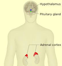 File:HPA-axis - anterior view (with ...