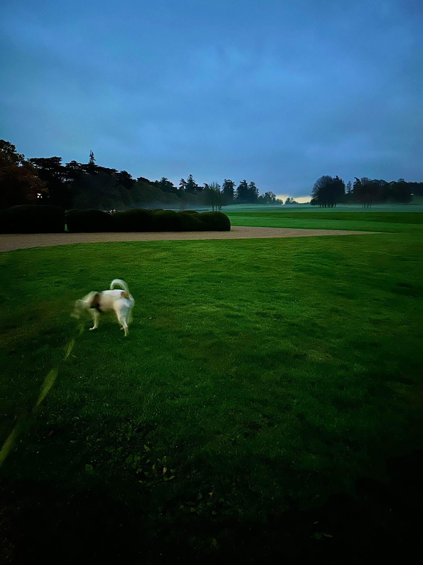 Evening time foggy walks with Clara at Carton House