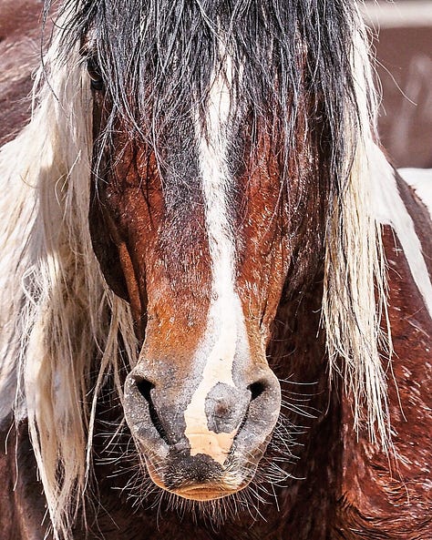 Wild Horses Arizona