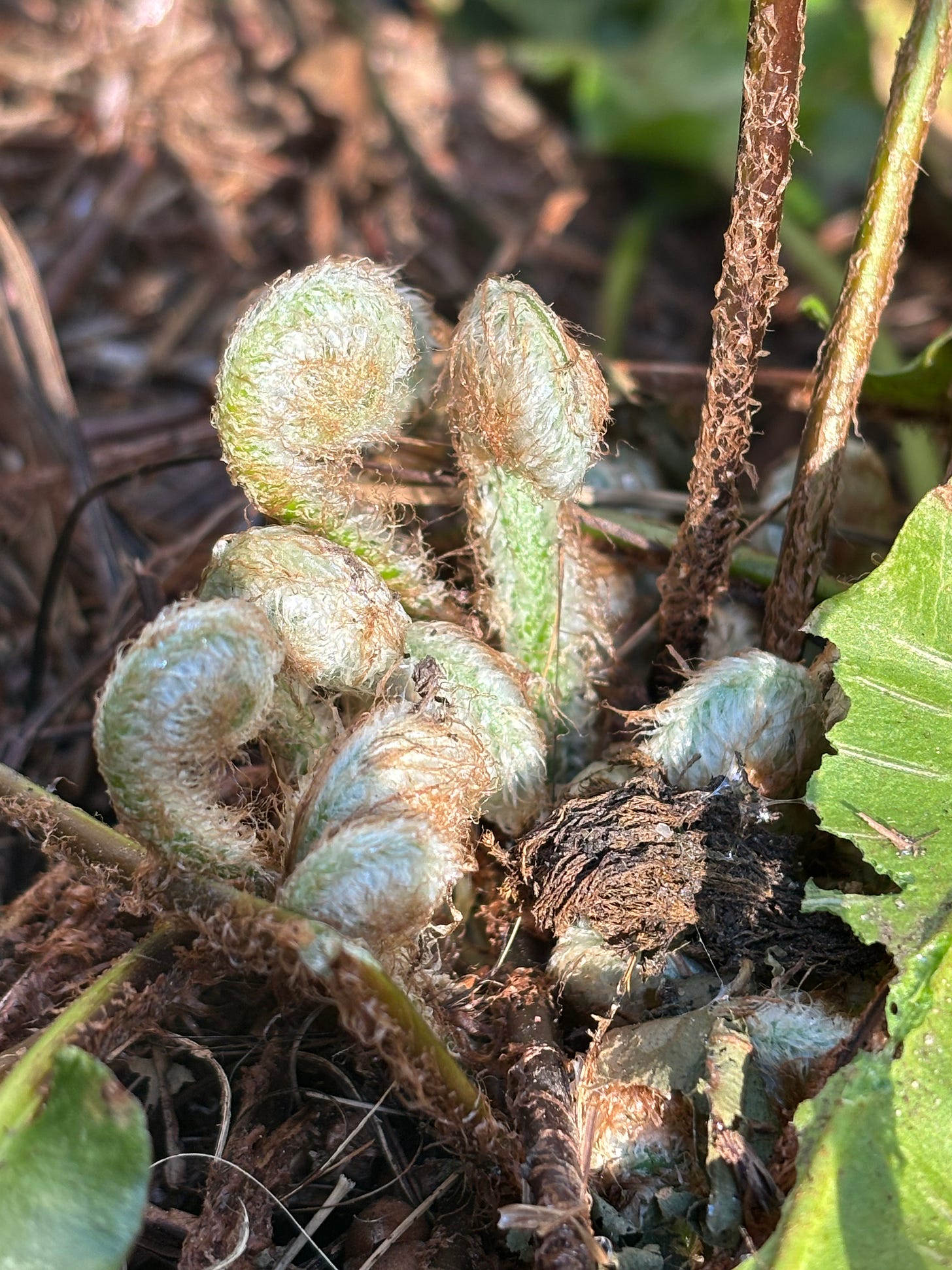 small furry green fiddleheads (shoots of fern leaves) unfurling in my fern garden