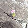 Flower beats rock