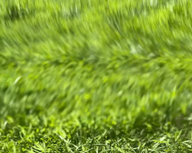 A view from the mower