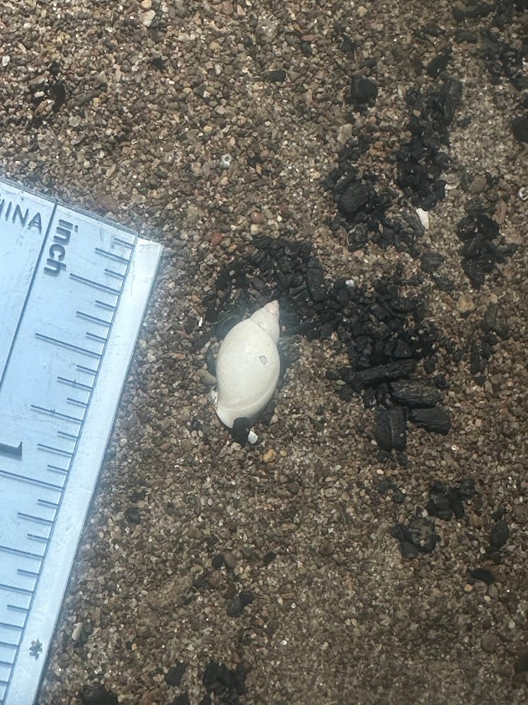 Snail shell, with ruler for scale, a little over a half inch long, in a pile of charcoal Snail shell, with ruler for scale, a little over a half inch long, in a pile of charcoal