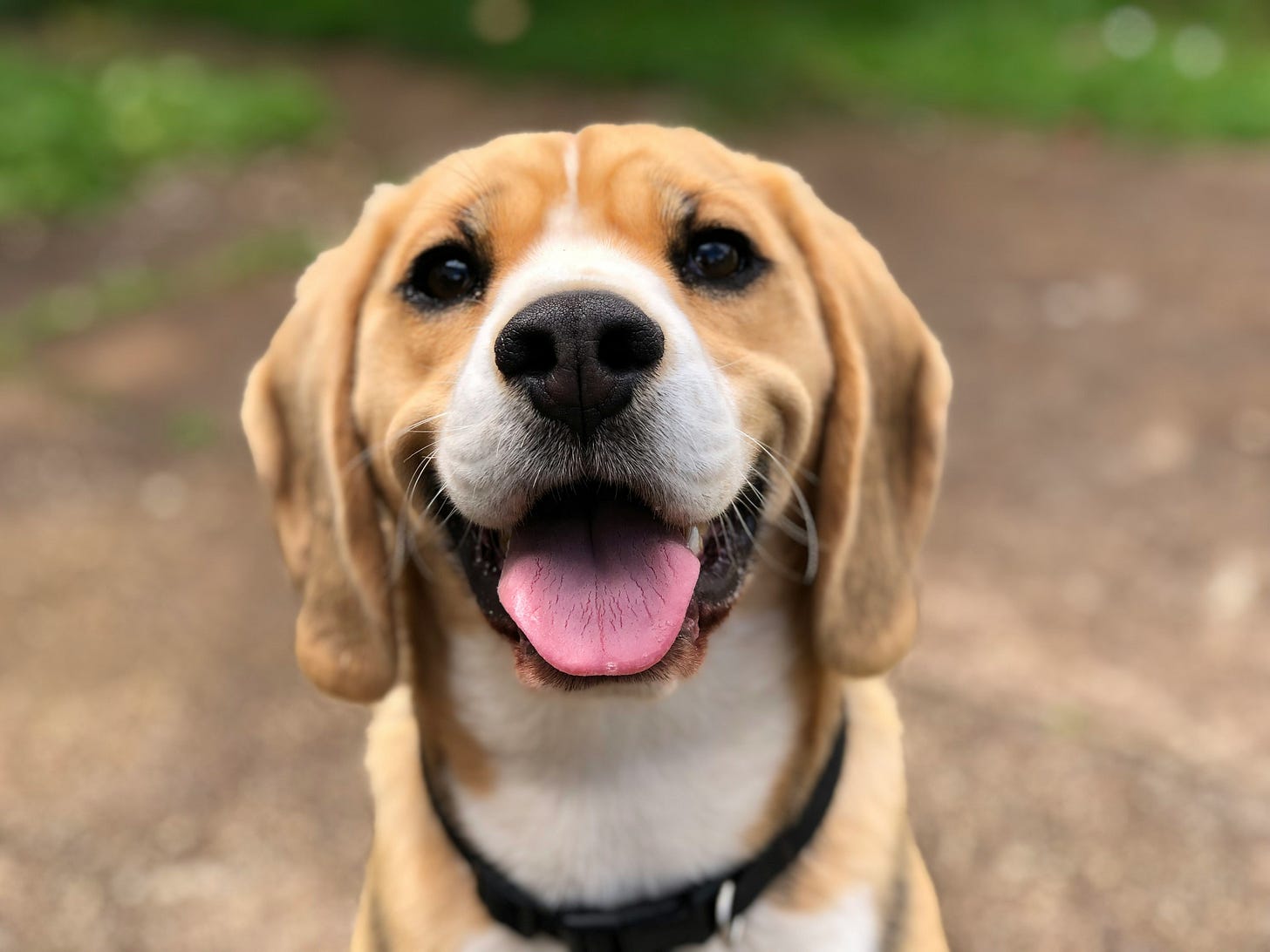 Misteriosa doença respiratória adoece cães nos EUA. Misteriosa doença respiratória adoece cães nos EUA.