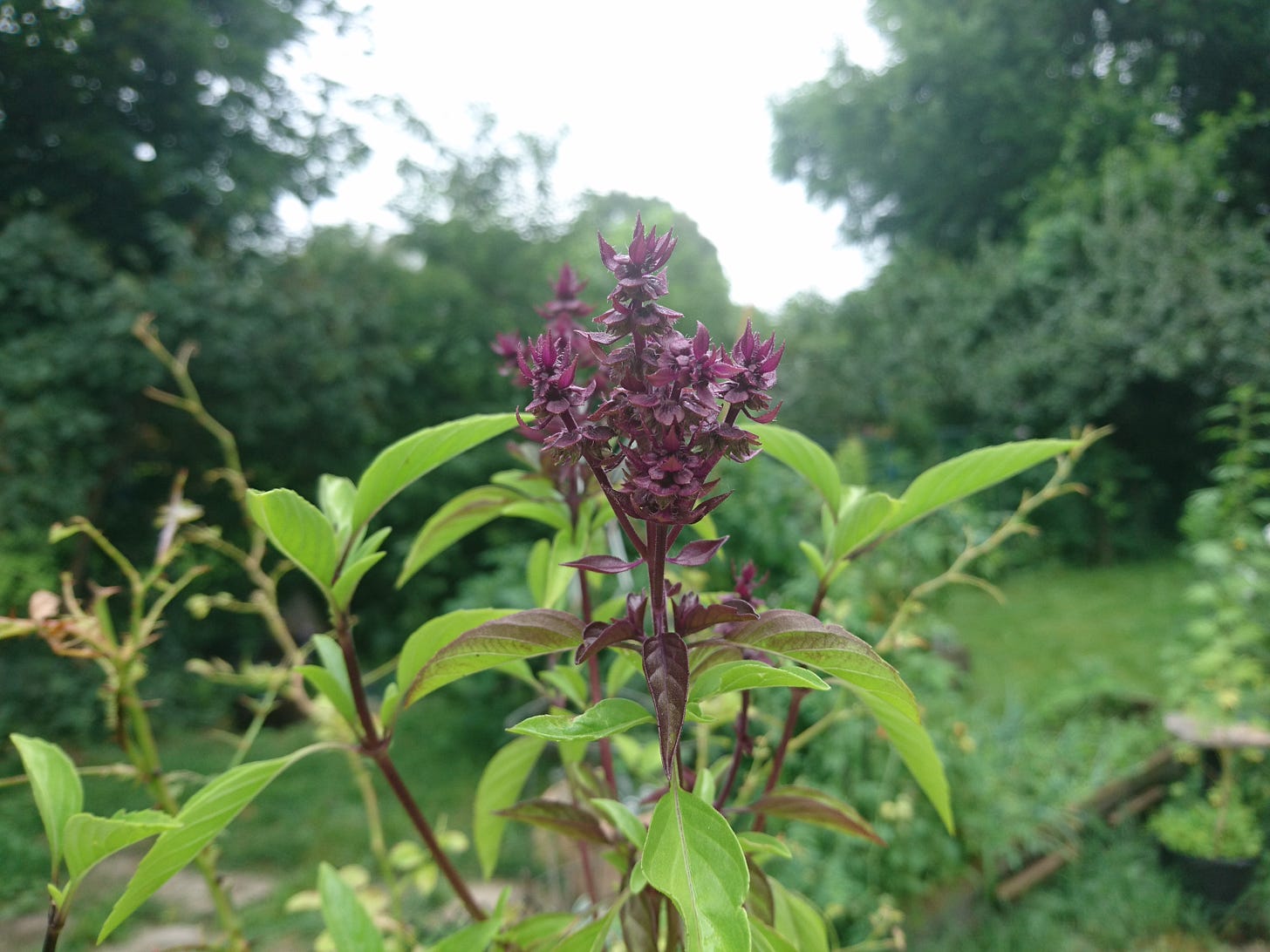 purple thai basil blooms in the foreground. Various greenery and an almost whire sky in the background purple thai basil blooms in the foreground. Various greenery and an almost whire sky in the background