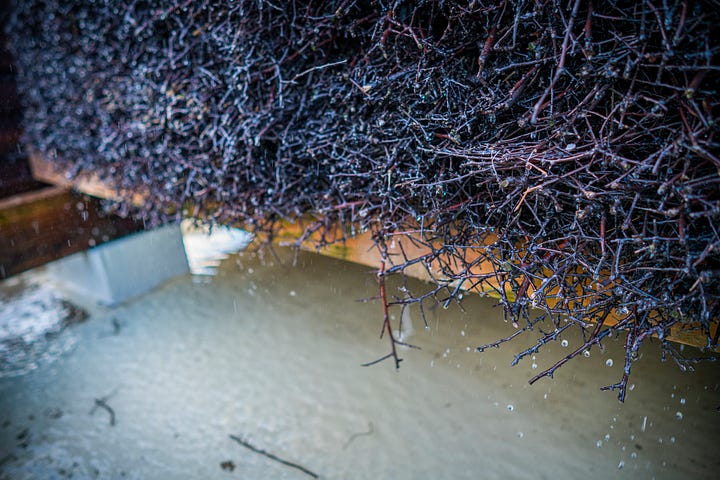 branches dripping with brine and a detail of the final crystal