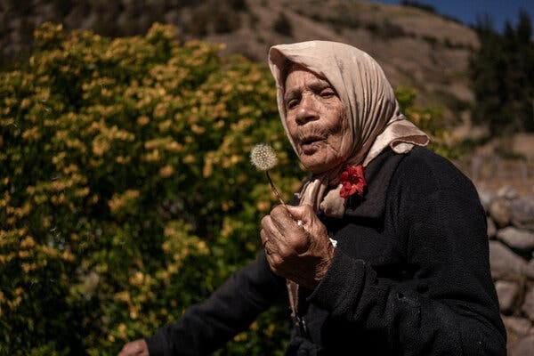 Margarita Mora, an older woman wearing a beige head scarf and a black coat with a red flower on it, blows air at a dandelion flower. Behind her is a green bush with yellow flowers and a rocky landscape. 