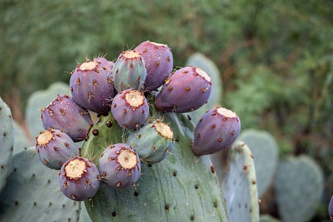 Prickly pear cactus and its prickly pear