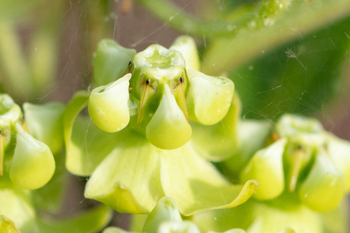 Close-up of velvet-leaf milkweed flower with what appears to be threads of spider silk