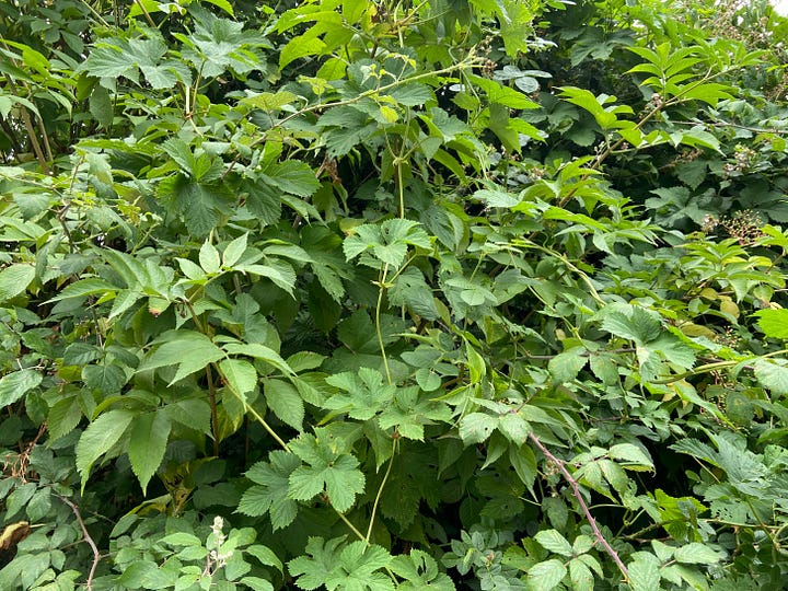 Green leaves and stems of hops and a bowl of the strobiles