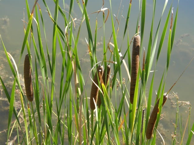 Cattails - Freshwater Swamps Cattails - Freshwater Swamps