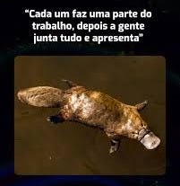 Vai dizer que não é assim? 😂 O ornitorrinco parece mesmo que é uma junção  de vários animais em um só. Ele tem bico de pato, tem ferrão e peçonha,  pode viver