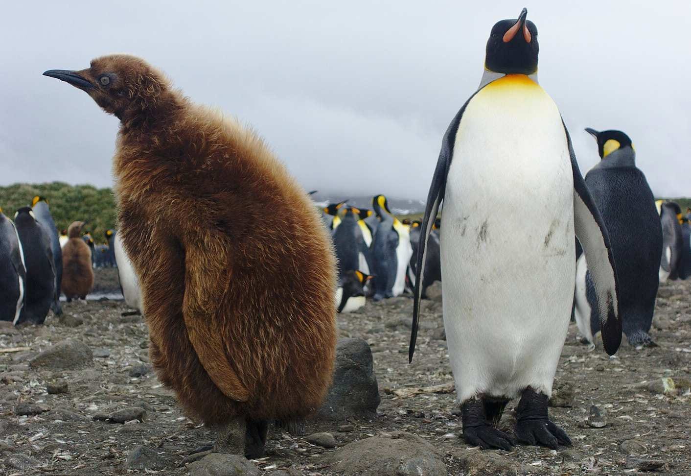 Baby King Penguin Baby King Penguin