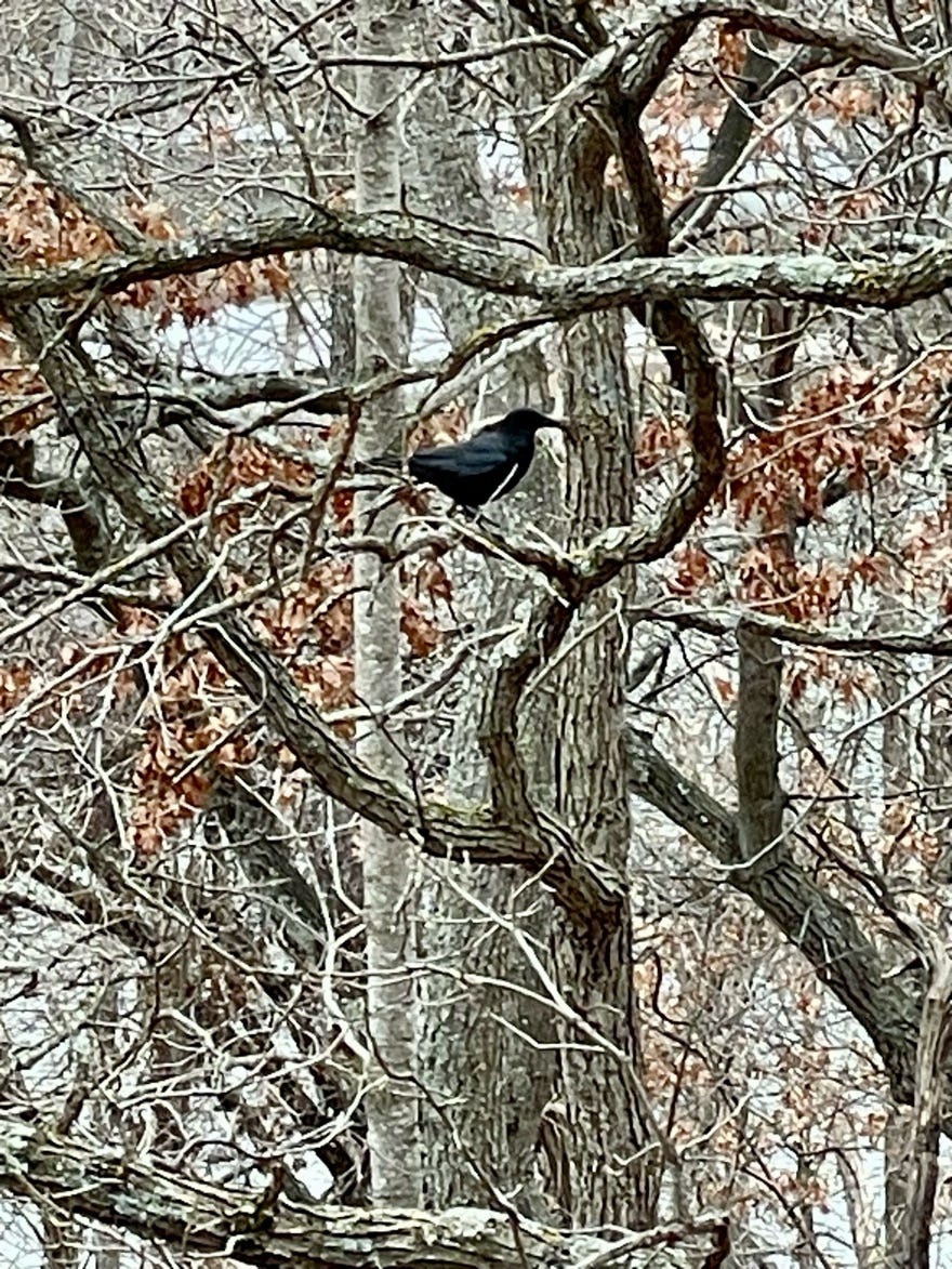 A bird sitting in a tree

Description automatically generated
