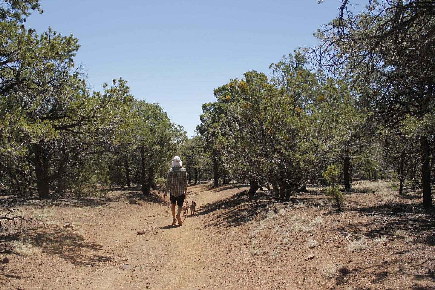 a man and two dogs hiking through a short, shrubby desert forest