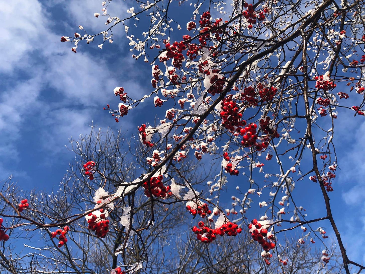 Hawthorn tree in winter