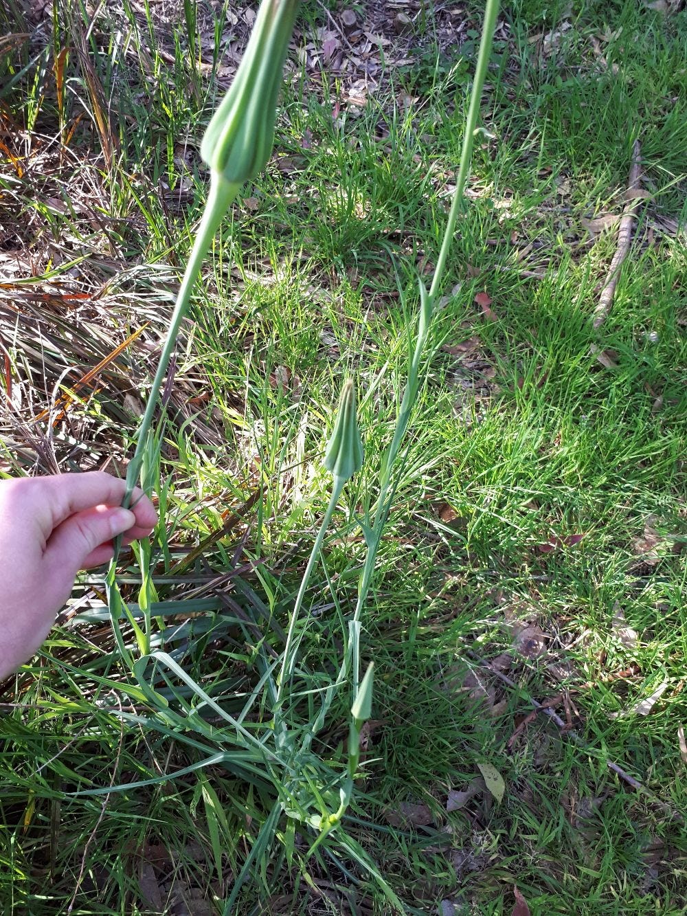 Tragopogon porrifolius [foliage & buds] sml.jpg
