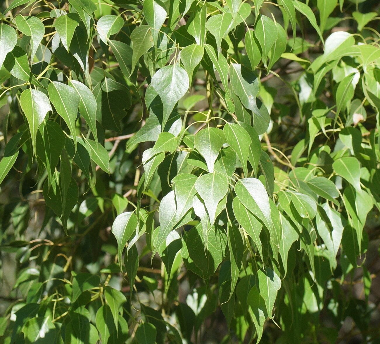 Brachychiton populneus [foliage - ATLAS - R. Richter, 2019].jpeg