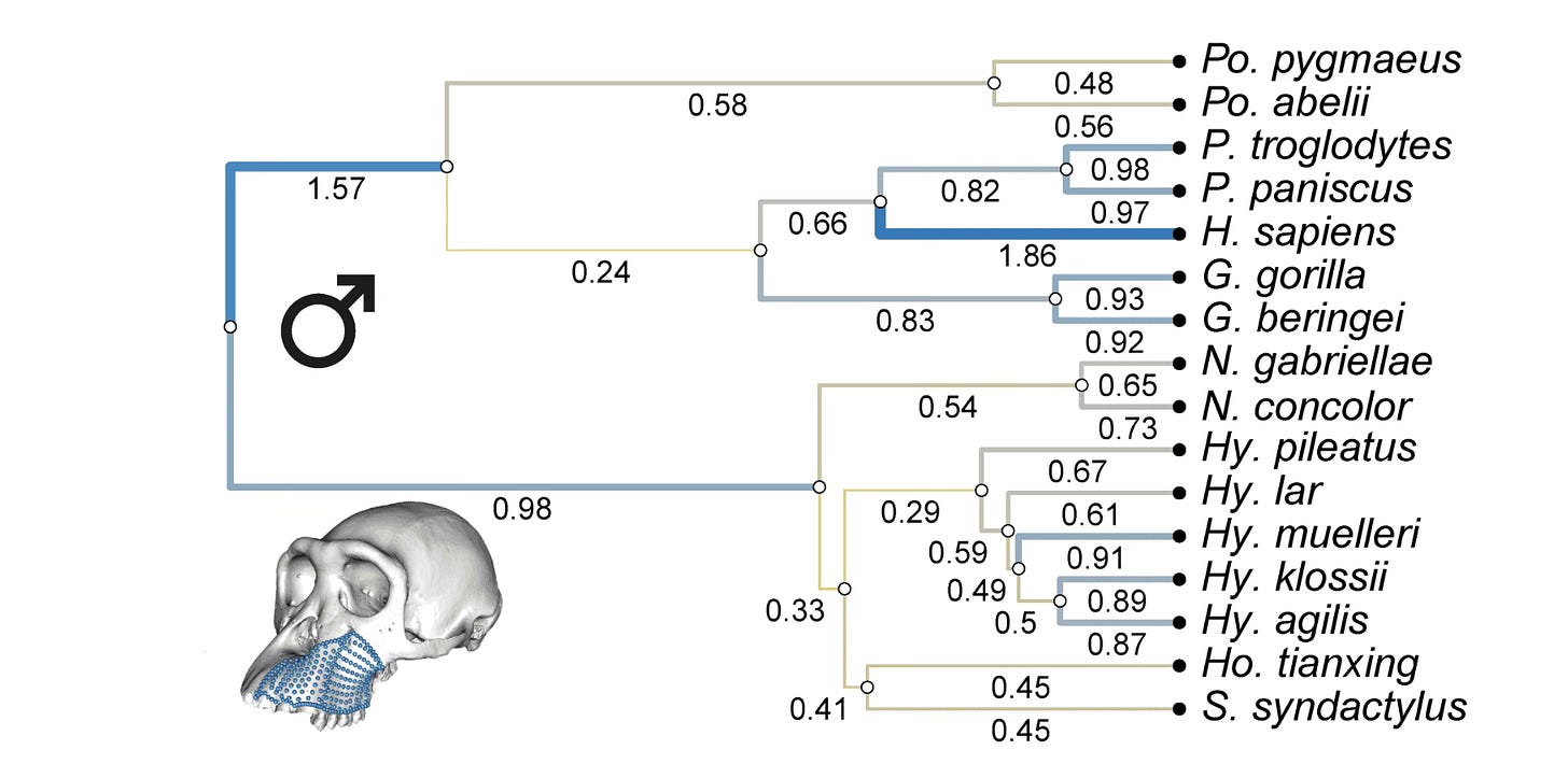 Phylogenetic tree of hominoids showing high rate of evolution in humans, in the ancestors of hominids, and slow evolutionary rate in gibbons