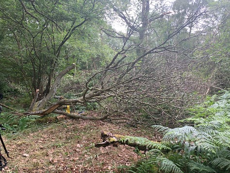 Images taken over a four hour period of crosscutting and ferrying firewood backwards and forwards.