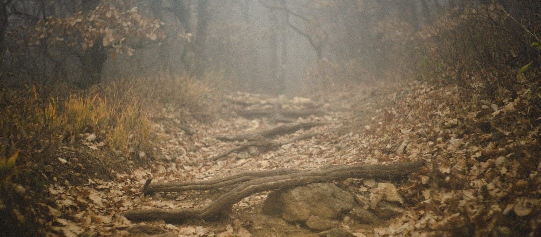 a trail in the woods is covered in leaves