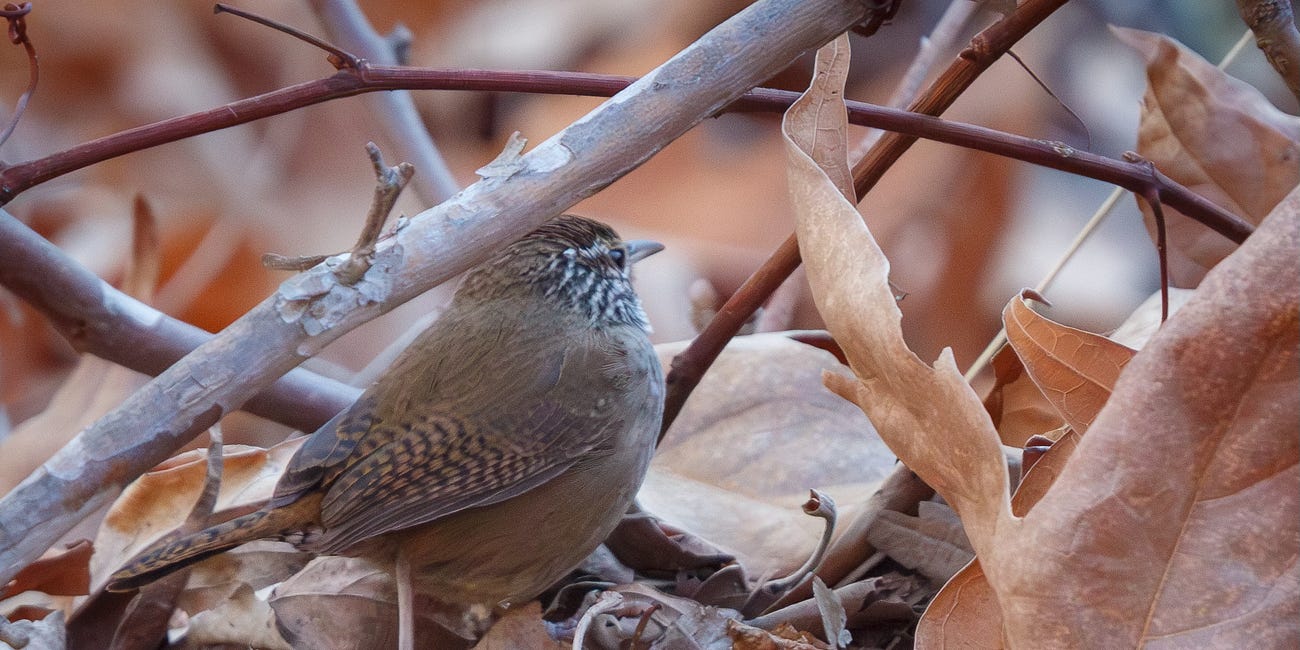 Photographing the Rare Sinaloa Wren in Huachuca Canyon, Arizona