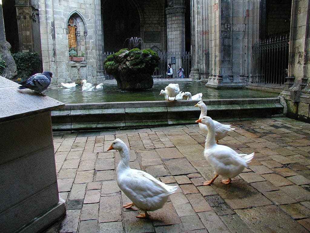Geese in the cloister Geese in the cloister
