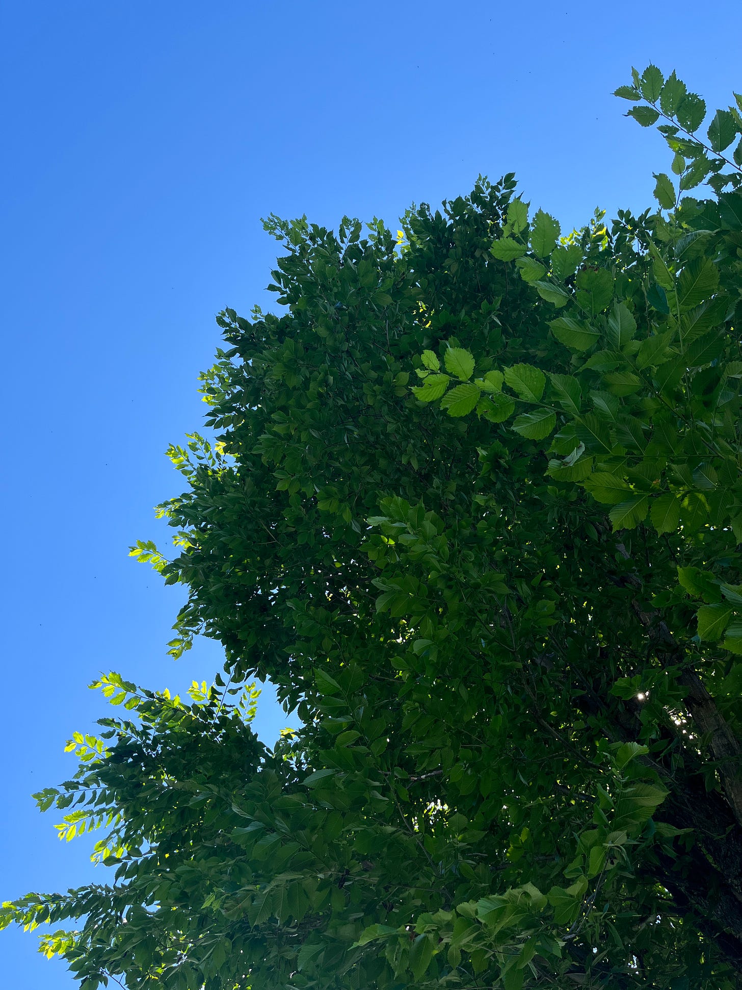 The leaves of a tree, as viewed from the ground looking up. The leaves of a tree, as viewed from the ground looking up.