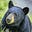 Ursus canadensis's avatar