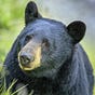 Ursus canadensis's avatar